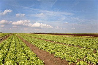 Lettuce fields, Palatinate, Rhineland-Palatinate, Germany, Europe