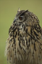 Eurasian eagle-owl (Bubo bubo), portrait, captive