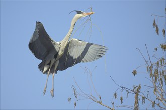 Grey heron (Ardea cinerea) in flight with nesting material, wing, movement, Luisenpark, Mannheim,