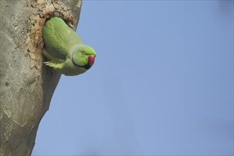 Rose-ringed Parakeet (Psittacula krameri) in breeding hole on tree trunk, male, parakeet, parrot,