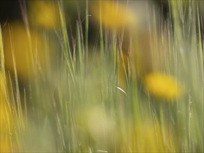 Photo art, depicted by blurred out of focus flowers of the rough hawksbeard (Crepis biennis),