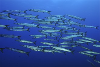 School of European barracuda (Sphyraena sphyraena) in the marine protected area Riserva naturale