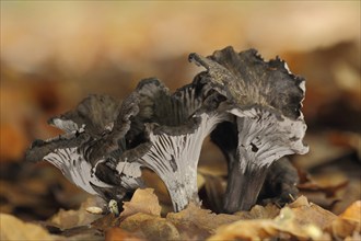 Grey Leistling (Cantharellus cinereus), three, funnel-shaped, grey chanterelle, grey craterelle,