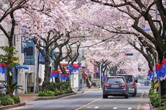 JEJU, SOUTH KOREA, APRIL 9, 2018: Blooming sakura cherry blossom trees in spring in street with