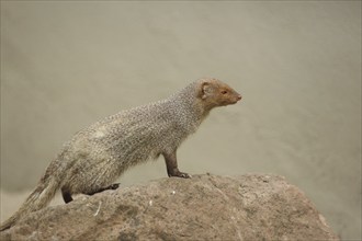 Indian gray mongoose (Herpestes edwardsii) on a rock, captive