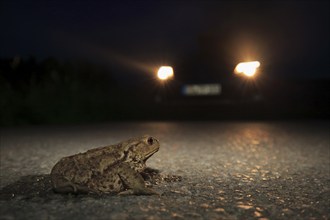 Common toad (Bufo bufo), on road, with approaching car, could be run over by car, endangered,