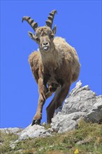 Alpine ibex (Capra ibex), female, looking head-on into the camera, sticking out her tongue, cheeky,