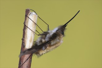 Large bee fly (Bombylius major), resting upside down on branch, with long proboscis, funny,