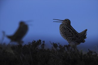 Great Snipe (Gallinago media), two males courting at dusk on the fells, Trondheim, Norway, Europe