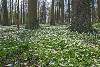 Forest floor covered with wood anemone (Anemone nemorosa), Ahaus, Münsterland, North