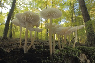 Common bonnet (Mycena galericulata), group, environment, forest, Helmlinge, Helmling, Mycena,