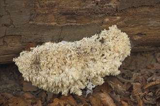 Spiny Beard (Hericium clathroides), Beech Spiny Beard, Spiny Beard, Spiny Beard, Hericium,