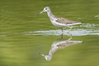 Greenshank (Tringa nebularia), Upper Austria, Austria, Europe