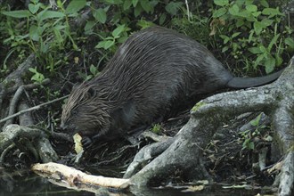 European beaver (Castor fiber) eating apple on the bank of a stream, Allgäu, Bavaria, Germany,