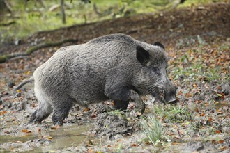 Wild boar (Sus scrofa) Boar comes out of the wallow, Allgäu, Bavaria, Germany, Europe