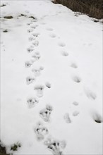 European beaver (Castor fiber) tracks in the snow, Allgäu, Bavaria, Germany, Europe