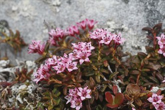 Alpine azalea (Loiseleuria procumbens) flowering plants in the tundra, Lapland, Northern Norway,