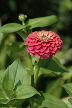 Youth-and-old-Age (Zinnia elegans), Dahlienbluetige Zinnie, dahlienblütige Zinnie, Blumen, flowers,