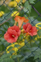 Trumpet Creeper blossoms at fence (Campsis x tagliabuana), trumpet flower, blossoms at fence,