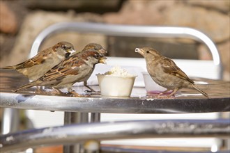 House Sparrow (Passer domesticus), flock on table in cafeteria garden, Northumberland, England,