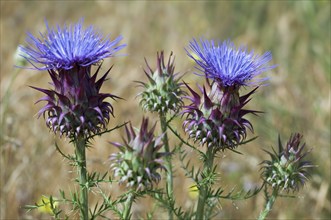 Artichoke (Cynara cardunculus) thistle, cardoon in flower