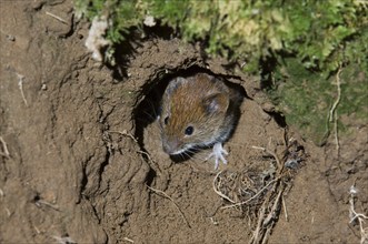 Sylvaemus sylvaticus, Wood mouse (Apodemus sylvaticus), wood mice, Mice, Mouse, Rodents, Mammals,