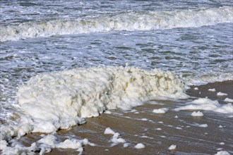 Sea spray, sea foam, ocean foam, beach foam produced in stormy conditions and after an algal bloom