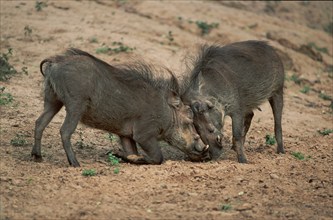 Wart Hogs, fighting males, Kwazulu Natal, South Africa (Phacochoerus aethiopicus), pig