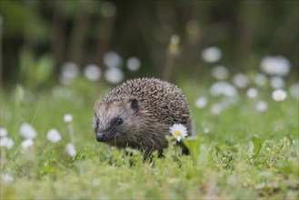 European hedgehog (Erinaceus europaeus) on spring meadow, Upper Austria, Austria, Europe