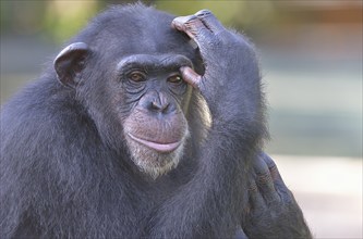 West African Chimpanzee (Pan troglodytes verus), Tacugama Chimpanzee Sanctuary, Province Western