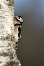 Great spotted woodpecker (Dendrocopos major), adult, female, foraging, NSG Dingdener Heide, North