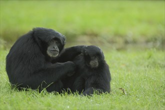 Siamang (Hylobates syndactylus), two, sit, ground, look, gibbons (Hylobatidae), gibbon, Hylobates,