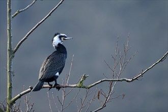 Great cormorant (Phalacrocorax carbo), adult bird, in breeding plumage, Essen, Ruhr area, North