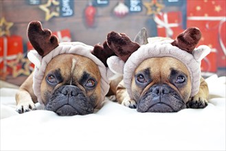 Two cute French Bulldog dogs dressed as reindeers lying on floor in front of Christmas background