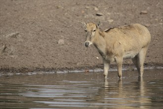 Père david's deer (Elaphurus davidianus), female, water, shore, captive