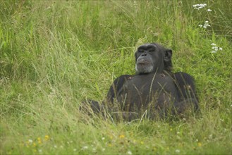 Common (hominidae) chimpanzee (Pan troglodytes), lie, grass, relax, rest, back, apes, anthropoid,