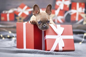 French Bulldog dog puppy peeking out of red Christmas gift box with ribbon