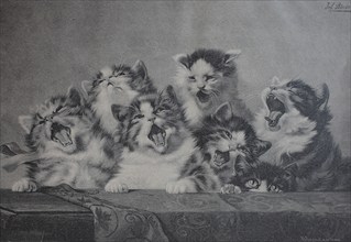 6 Young Cats Yawning, Tired Kittens, 1880, Historic, Digitally restored reproduction of an original