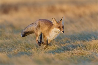 Red Fox (Vulpes vulpes), running in meadow at autumn