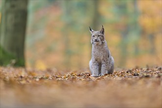 Eurasian lynx (Lynx lynx), in forest at autumn