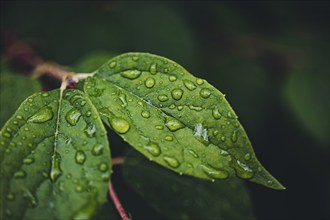 Water drops on leaves, Lower Austria, Austria, Europe