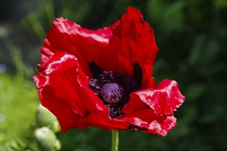 Poppy (Papaver), red poppy in full bloom, black pistil, perennials, flowers, blossoms, garden, bed,