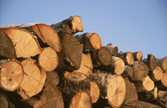 Firewood, logs, sawn into pieces