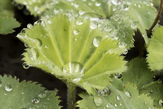 Leaf of garden lady's mantle (Alchemilla mollis) with raindrops, North Rhine-Westphalia, Germany,