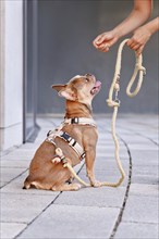 French Bulldog with dog harness with rope leash waiting for treat from human