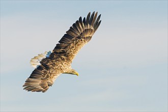 White-tailed eagle (Haliaeetus albicilla) in a dive while hunting, Mecklenburg Lake District,