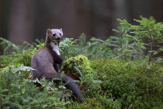 Beech marten (Martes foina), Bitburg, Rhineland-Palatinate, Germany, Europe