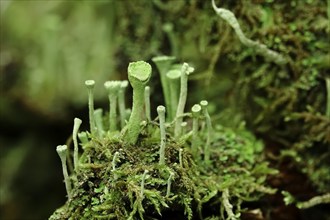 Cup lichen (Cladonia Fimbriata), forest, October, Saxony, Germany, Europe