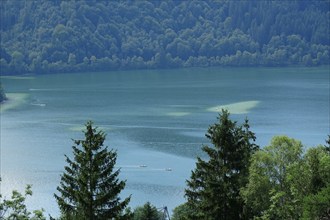 View of the beautiful Schliersee in August, Pre-Alps, Bavaria, Germany, Europe