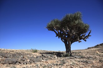 Dragon's blood tree, Southern Dhofar landscape, Jabal al-Qamar, Oman, Asia